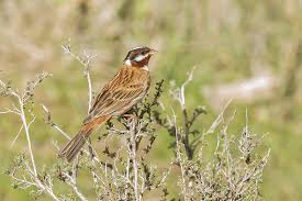 Image result for Emberiza leucocephalos
