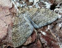 Attēlu rezultāti vaicājumam “Trichopteryx carpinata”