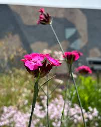 Image result for Dianthus carthusianorum