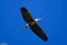 Attēlu rezultāti vaicājumam “Ardea cinerea adult”