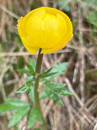 Attēlu rezultāti vaicājumam “Trollius europaeus”