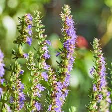 Attēlu rezultāti vaicājumam “Hyssopus officinalis flower”