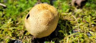 Attēlu rezultāti vaicājumam “Scleroderma citrinum”