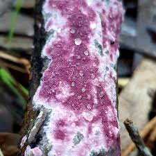 Attēlu rezultāti vaicājumam “Ceriporia purpurea”