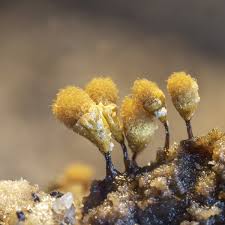 Attēlu rezultāti vaicājumam “Hemitrichia calyculata spores”