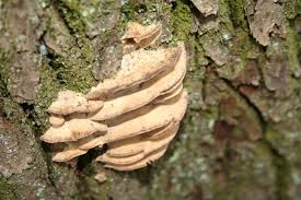 Attēlu rezultāti vaicājumam “Bjerkandera fumosa”