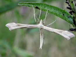 Attēlu rezultāti vaicājumam “Gillmeria pallidactyla”