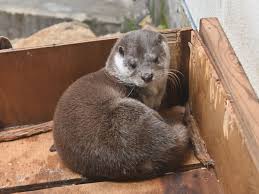 Attēlu rezultāti vaicājumam “Lutra lutra”