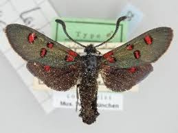 Attēlu rezultāti vaicājumam “Zygaena sp.”