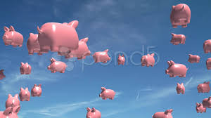 Image result for flying pigs