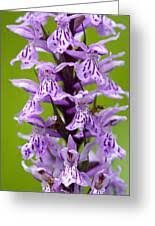 Attēlu rezultāti vaicājumam “Dactylorhiza fuchsii bud”