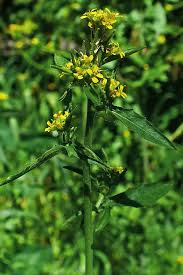 Attēlu rezultāti vaicājumam “Sisymbrium volgense”