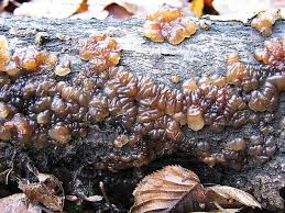 Attēlu rezultāti vaicājumam “Exidia cartilaginea”