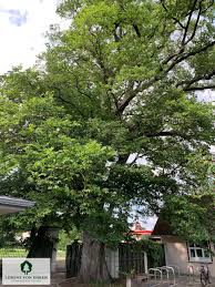 Attēlu rezultāti vaicājumam “Ulmus laevis”