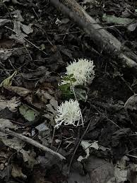 Attēlu rezultāti vaicājumam “Ramariopsis kunzei”