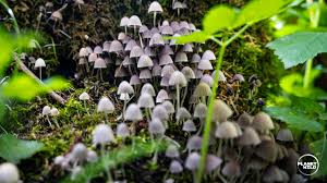 Attēlu rezultāti vaicājumam “fungi”