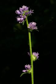 Attēlu rezultāti vaicājumam “Campanula cervicaria flower”