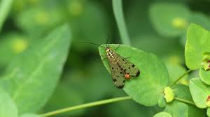 Attēlu rezultāti vaicājumam “Panorpa communis imago”