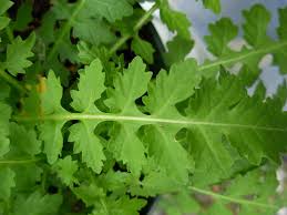 Attēlu rezultāti vaicājumam “Capsella bursa-pastoris leaf”