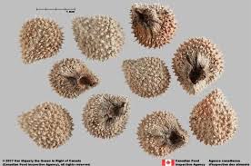 Attēlu rezultāti vaicājumam “Cynoglossum officinale fruit”