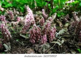 Attēlu rezultāti vaicājumam “Lathraea squamaria fruit”