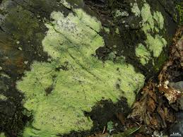 Attēlu rezultāti vaicājumam “Baeomyces rufus”