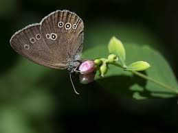 Attēlu rezultāti vaicājumam “Aphantopus hyperantus upperside”