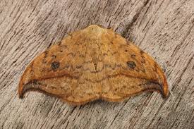 Attēlu rezultāti vaicājumam “Drepana falcataria”