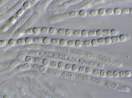 Attēlu rezultāti vaicājumam “Podostroma leucopus”