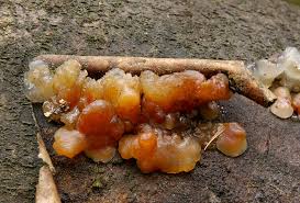 Attēlu rezultāti vaicājumam “Exidia cartilaginea”