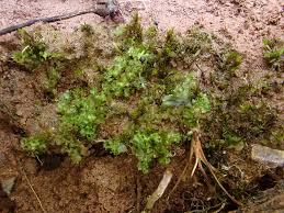 Attēlu rezultāti vaicājumam “Fossombronia wondraczekii spores”