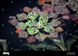 Attēlu rezultāti vaicājumam “Trapa natans leaf”