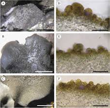 Attēlu rezultāti vaicājumam “Leptogium saturninum”
