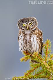 Attēlu rezultāti vaicājumam “Glaucidium passerinum adult”