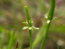 Attēlu rezultāti vaicājumam “Myosurus minimus flower”