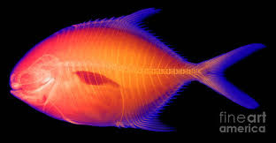 Image result for Caranx bartholomaei