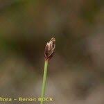 Attēlu rezultāti vaicājumam “Eleocharis uniglumis fruit”