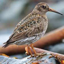 Attēlu rezultāti vaicājumam “Calidris maritima adult”