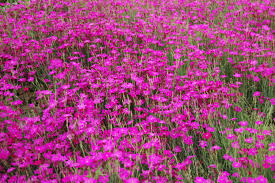 Attēlu rezultāti vaicājumam “Dianthus deltoides”