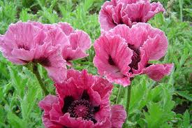 Attēlu rezultāti vaicājumam “Papaver orientale”