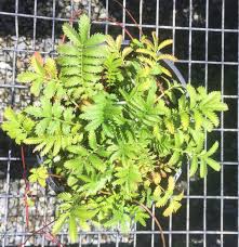 Image result for Potentilla anserina