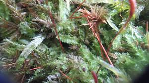 Attēlu rezultāti vaicājumam “Geocalyx graveolens”