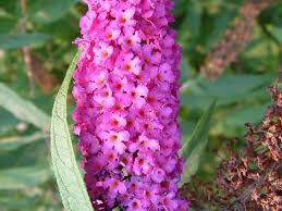 Image result for Buddleja davidii