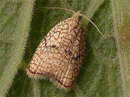 Attēlu rezultāti vaicājumam “Acleris forsskaleana”