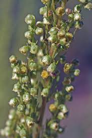 Attēlu rezultāti vaicājumam “Artemisia campestris bud”