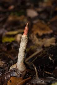 Attēlu rezultāti vaicājumam “Mutinus caninus”