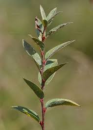 Attēlu rezultāti vaicājumam “Salix myrtilloides”