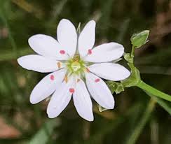 Attēlu rezultāti vaicājumam “Stellaria graminea flower”