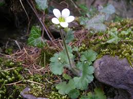 Attēlu rezultāti vaicājumam “Saxifraga granulata leaf”