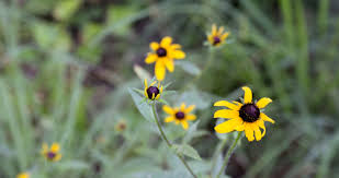 Image result for Rudbeckia fulgida
